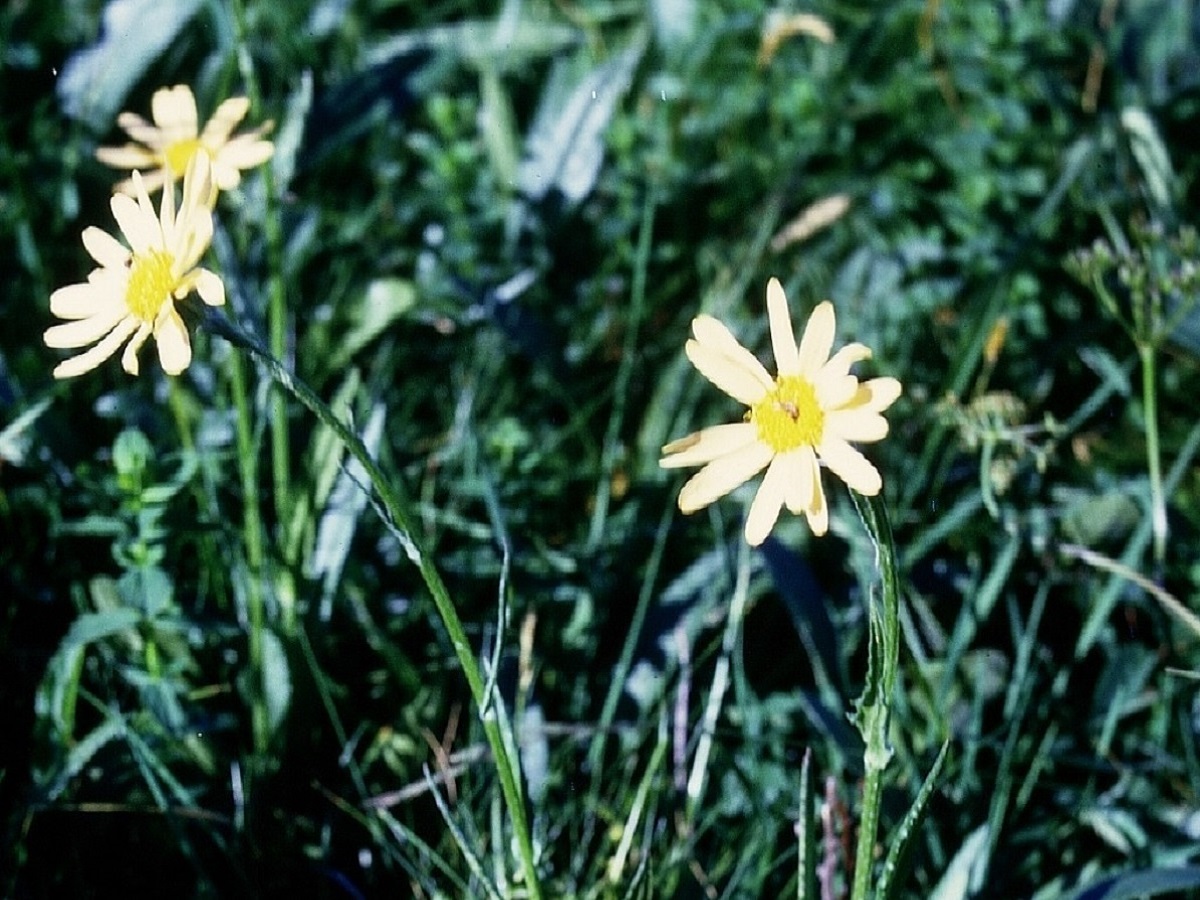 Senecio doronicum (Asteraceae)